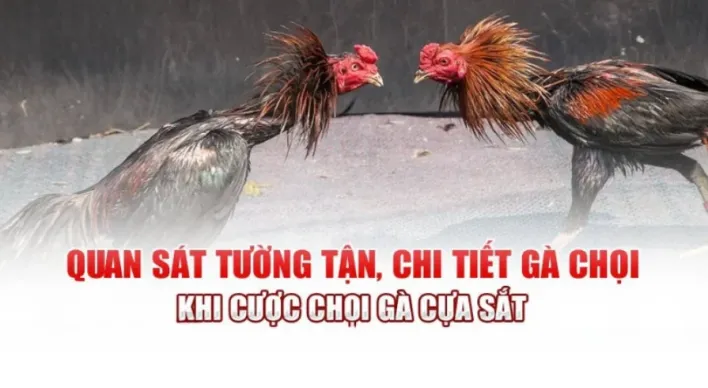 Bí Quyết Bắt Kèo Đá Gà Cựa Sắt Hiệu Quả Tại Alo789