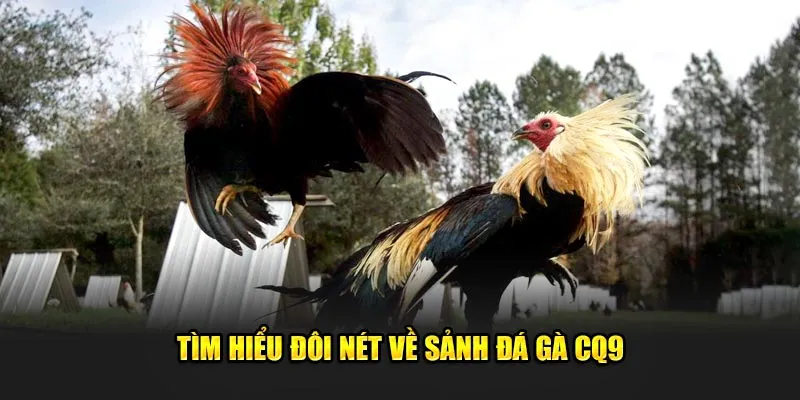 Ưu Điểm Vượt Trội Khi Chơi Đá Gà CQ9 Tại ALO789